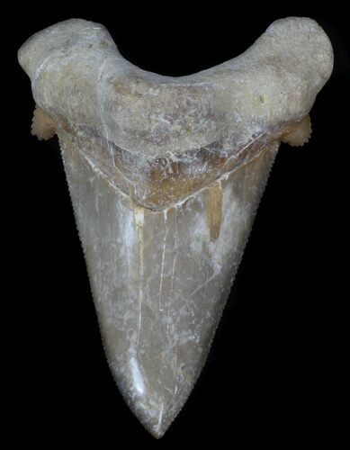 Serrated Auriculatus Shark Tooth - Dakhla, Morocco #35854